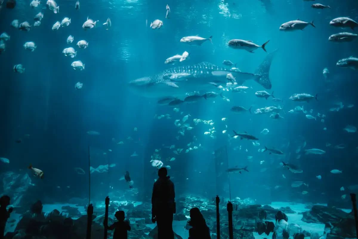 Visit the aquarium